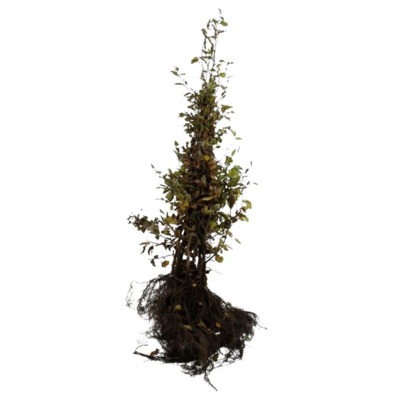Charme commun - Carpinus betulus en Racines nues 125/150cm