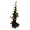 Charme commun - Carpinus betulus en Racines nues 125/150cm