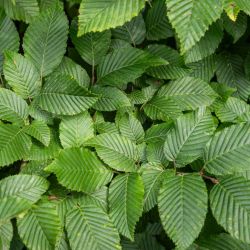 Charme commun - Carpinus betulus en Racines nues 125/150cm