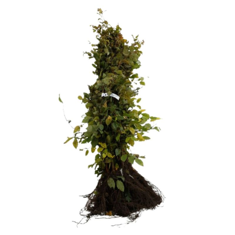 Charme commun, Charmille - Carpinus betulus 80cm Racines nues