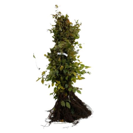 Charme commun, Charmille - Carpinus betulus 80cm Racines nues