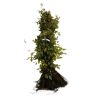 Charme commun, Charmille - Carpinus betulus 80cm Racines nues