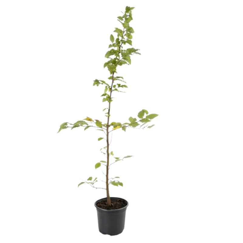 Charme commun, Charmille - Carpinus betulus 60cm en Pot