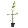 Charme commun, Charmille - Carpinus betulus 60cm en Pot