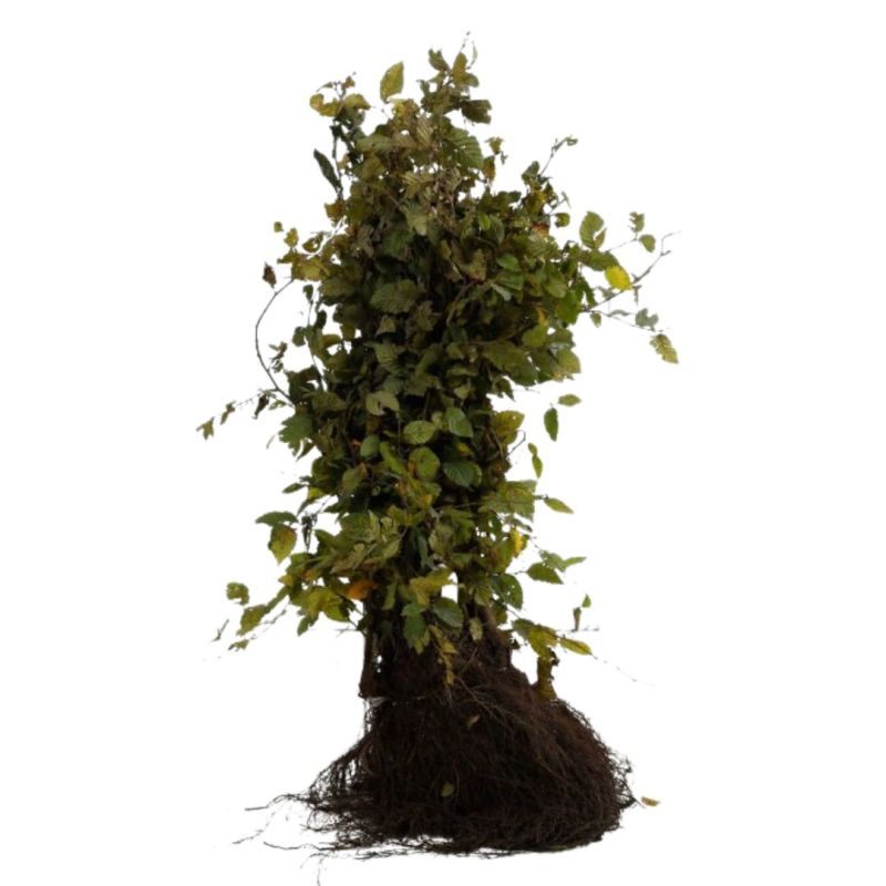 Charme commun, Charmille - Carpinus betulus 60cm Racines nues