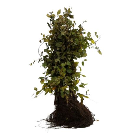 Charme commun, Charmille - Carpinus betulus 60cm Racines nues