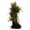 Charme commun, Charmille - Carpinus betulus 60cm Racines nues