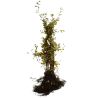 Charme commun, Charmille - Carpinus betulus 100cm Racines nues