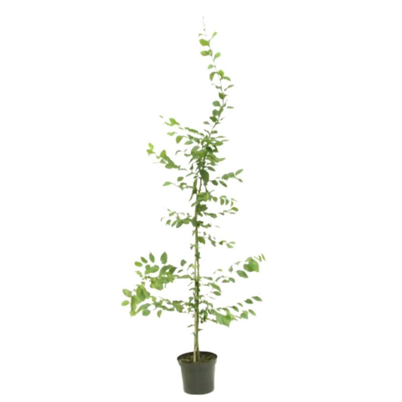 Charme commun, Charmille - Carpinus betulus 100 cm en Pot