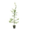 Charme commun, Charmille - Carpinus betulus 100 cm en Pot
