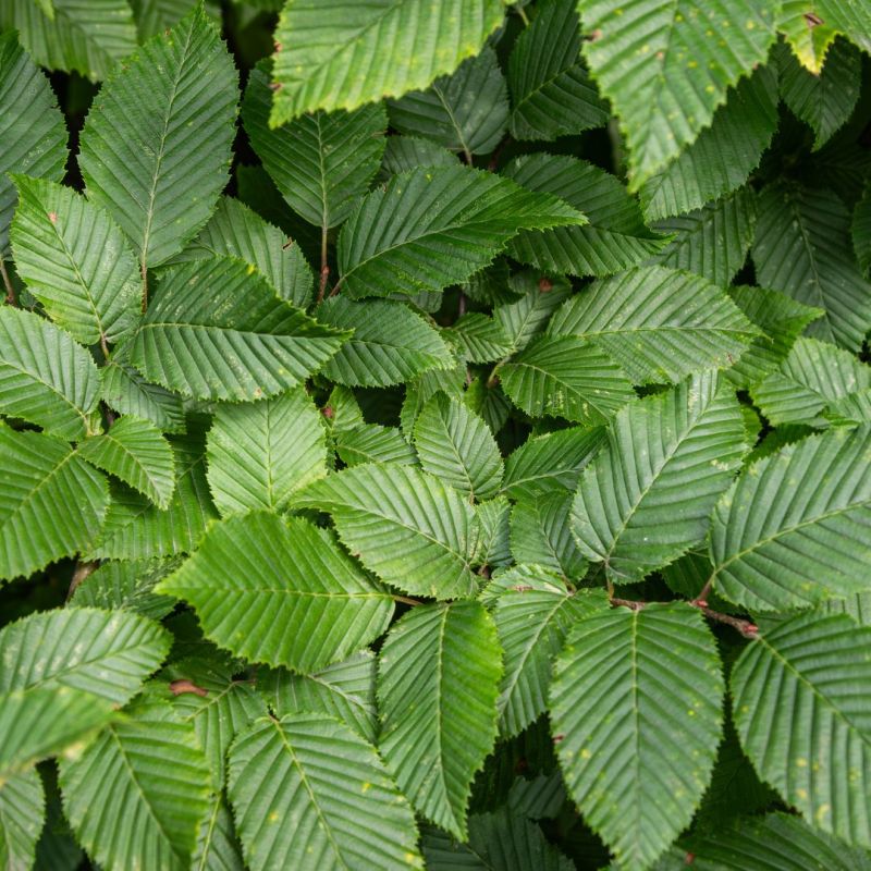 Charme commun, Charmille - Carpinus betulus 100 cm en Pot