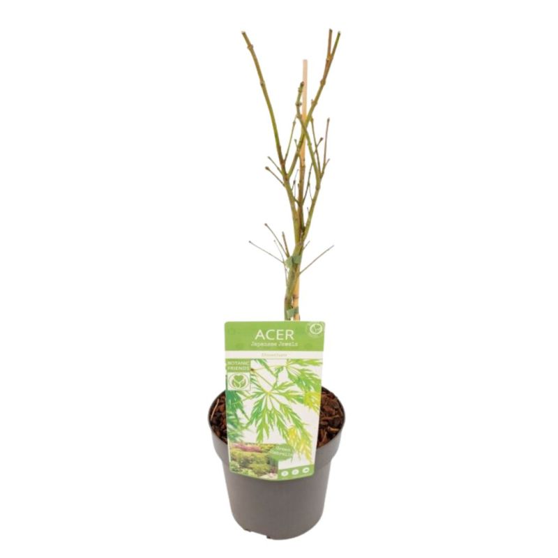 Érable palmé Dissectum - Acer palmatum dissectum 40 cm