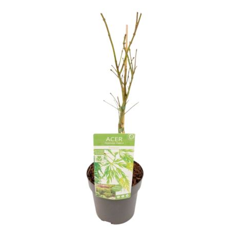 Érable palmé Dissectum - Acer palmatum dissectum 40 cm