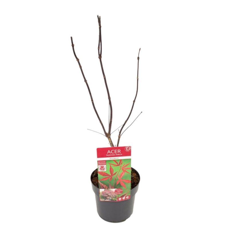 Érable Bloodgood - Acer bloodgood 40cm