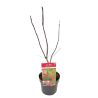 Érable Bloodgood - Acer bloodgood 40cm
