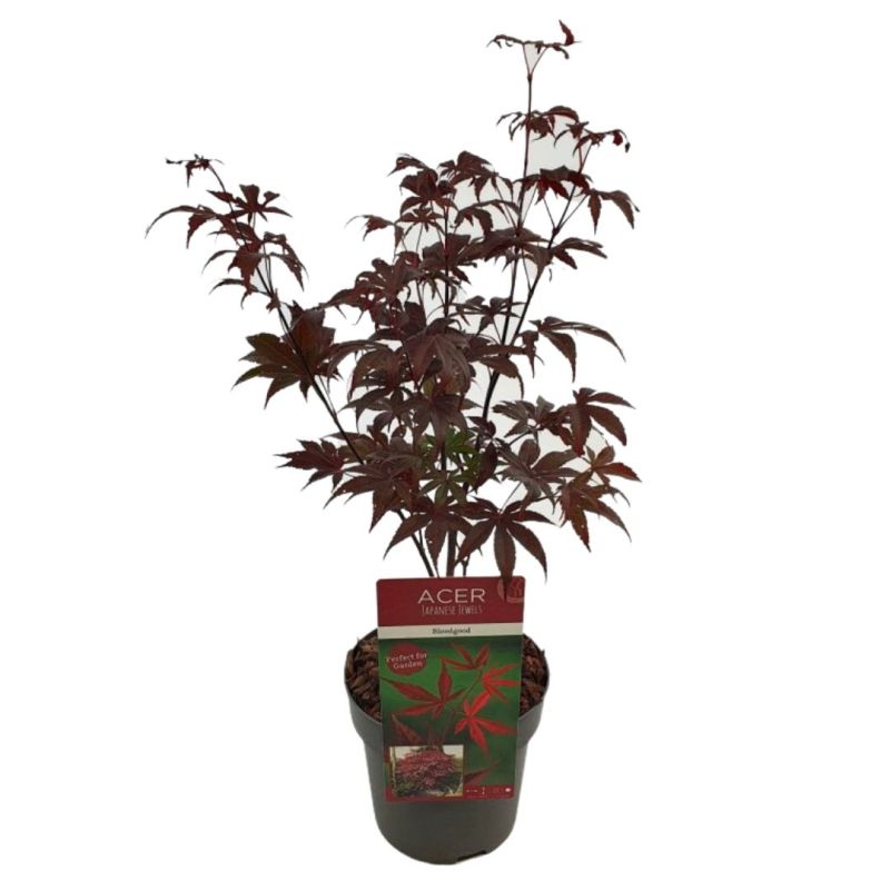 Érable Bloodgood - Acer bloodgood 40cm
