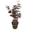 Érable Bloodgood - Acer bloodgood 40cm