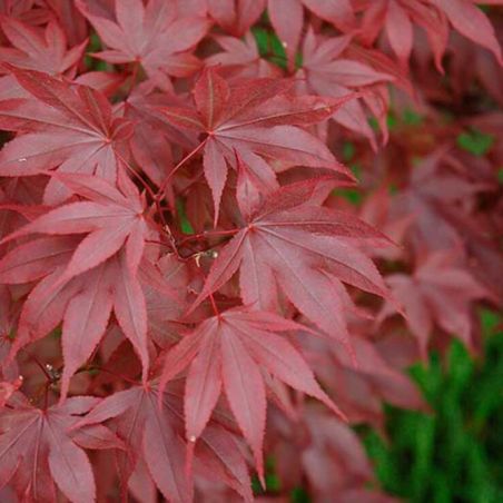 Érable Bloodgood - Acer bloodgood 40cm