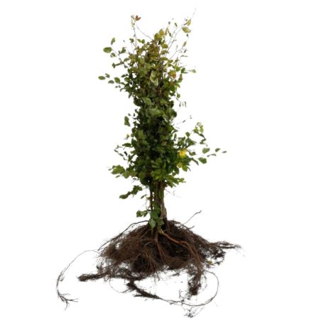 Hêtre commun - Fagus sylvatica en Racines nues 125/150cm