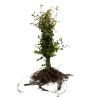 Hêtre commun - Fagus sylvatica en Racines nues 125/150cm