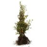 Hêtre commun - Fagus sylvatica en Racines nues 125/150cm