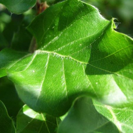Hêtre commun - Fagus sylvatica en Racines nues 125/150cm