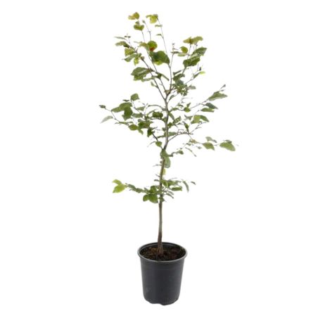 Hêtre commun - Fagus sylvatica 60cm en Pot