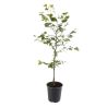 Hêtre commun - Fagus sylvatica 60cm en Pot