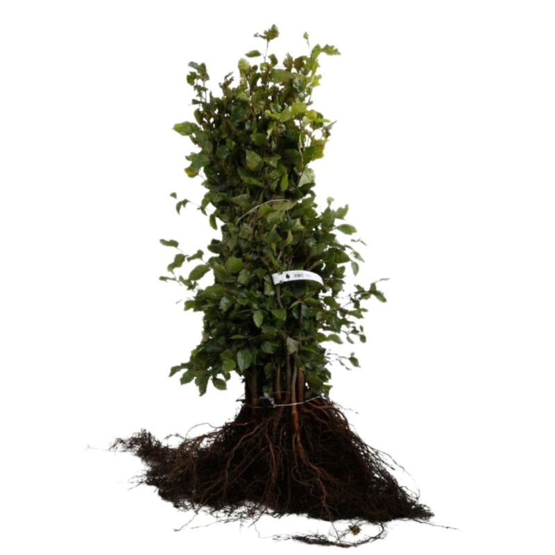 Hêtre commun,Hêtre vert - Fagus sylvatica 60cm Racines nues