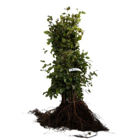 Hêtre commun,Hêtre vert - Fagus sylvatica 60cm Racines nues