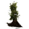 Hêtre commun,Hêtre vert - Fagus sylvatica 60cm Racines nues