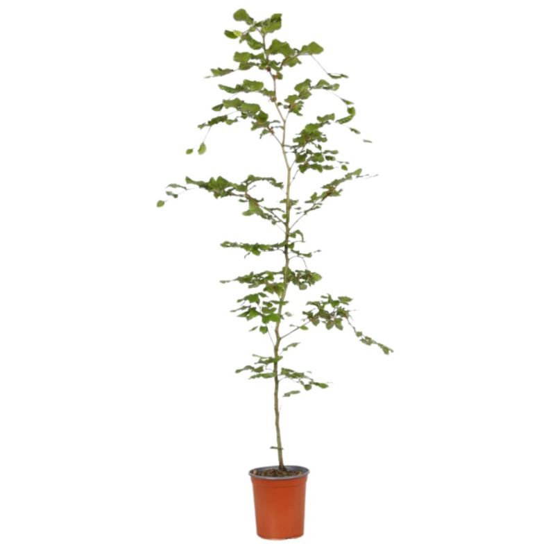 Hêtre commun - Fagus sylvatica 100cm en Pot