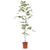 Hêtre commun - Fagus sylvatica 100cm en Pot