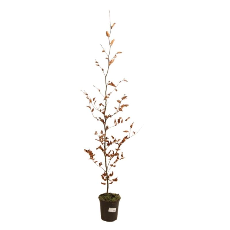 Hêtre commun - Fagus sylvatica 100cm en Pot
