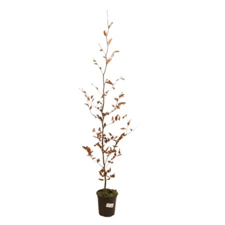 Hêtre commun - Fagus sylvatica 100cm en Pot