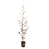Hêtre commun - Fagus sylvatica 100cm en Pot