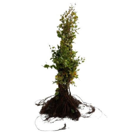 Hêtre commun,Hêtre vert - Fagus sylvatica 100cm Racines nues
