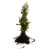 Hêtre commun,Hêtre vert - Fagus sylvatica 100cm Racines nues
