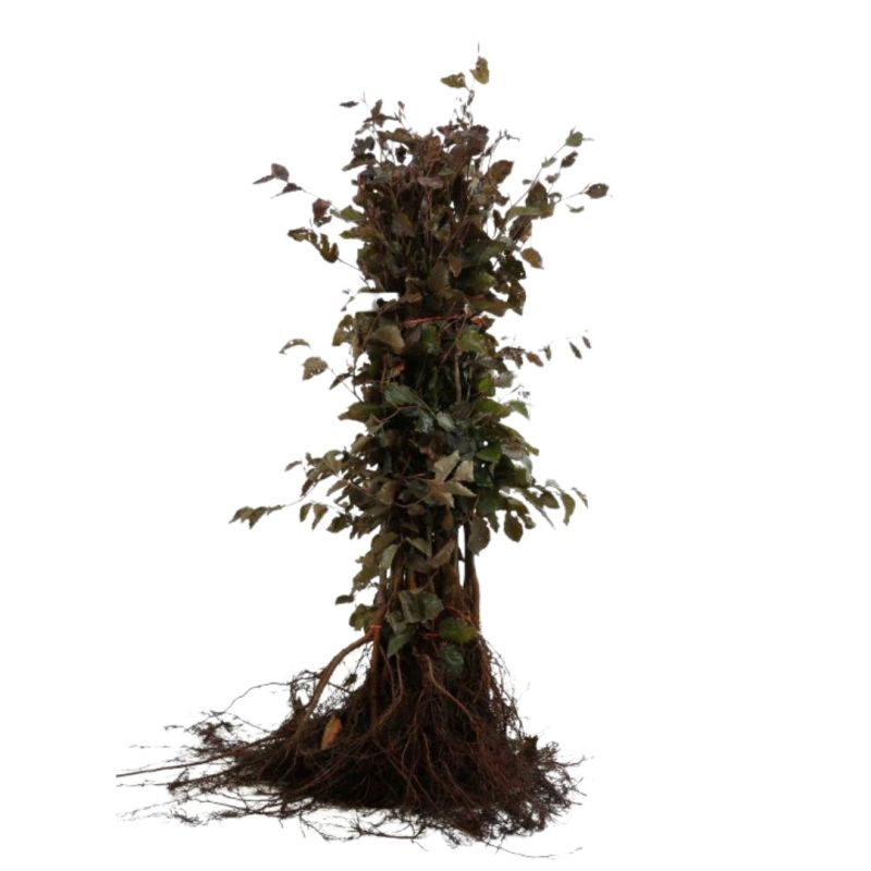 Hêtre pourpre - Fagus sylvatica Atropunicea en Racines nues 40/50cm