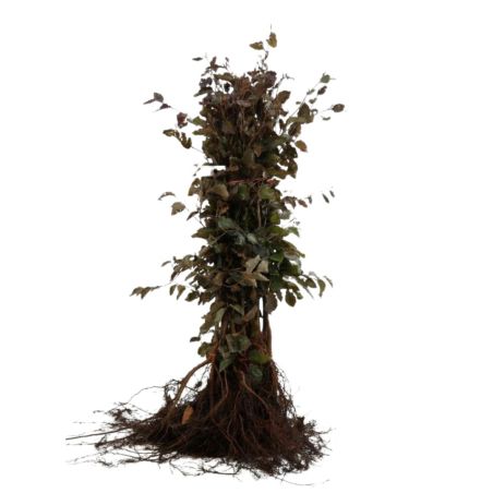 Hêtre pourpre - Fagus sylvatica Atropunicea en Racines nues 40/50cm