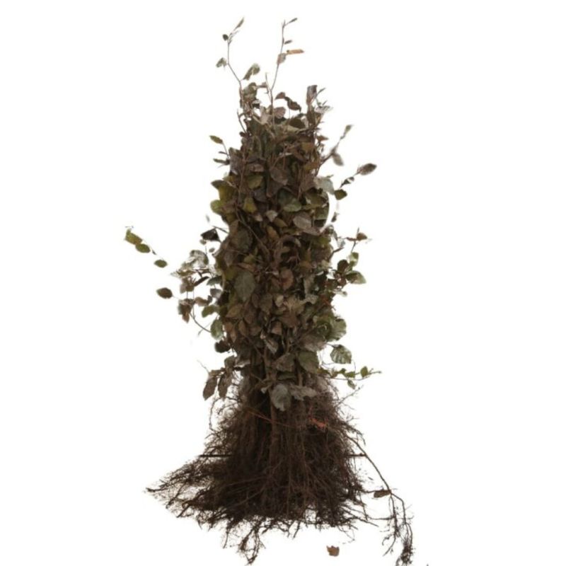 Hêtre pourpre - Fagus sylvatica Atropunicea en Racines nues 40/50cm