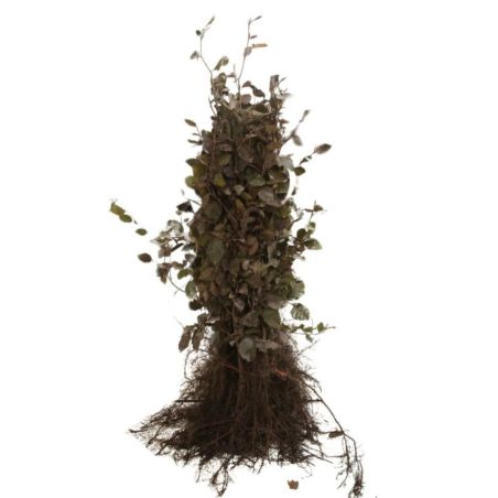 Hêtre pourpre - Fagus sylvatica Atropunicea en Racines nues 40/50cm