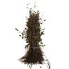 Hêtre pourpre - Fagus sylvatica Atropunicea en Racines nues 40/50cm
