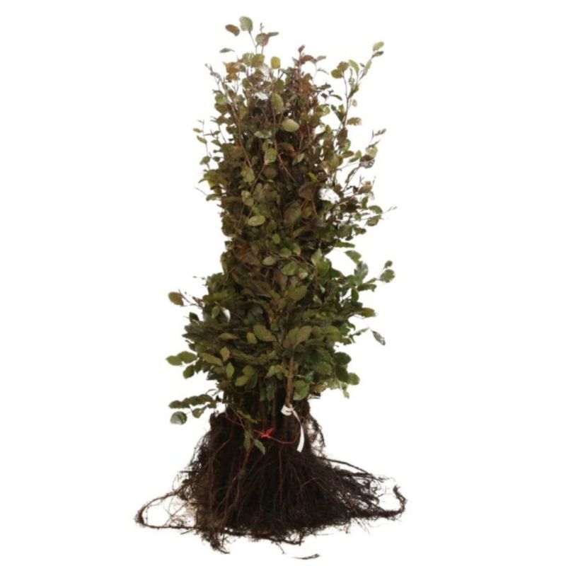Hêtre pourpre - Fagus sylvatica Atropunicea en Racines nues 60/80cm