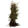 Hêtre pourpre - Fagus sylvatica Atropunicea en Racines nues 60/80cm