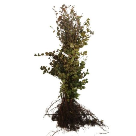 Hêtre pourpre - Fagus sylvatica Atropunicea en Racines nues 100/120cm