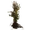 Hêtre pourpre - Fagus sylvatica Atropunicea en Racines nues 100/120cm