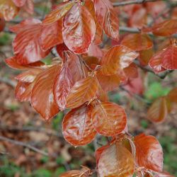 Hêtre pourpre - Fagus sylvatica Atropunicea en Racines nues 100/120cm