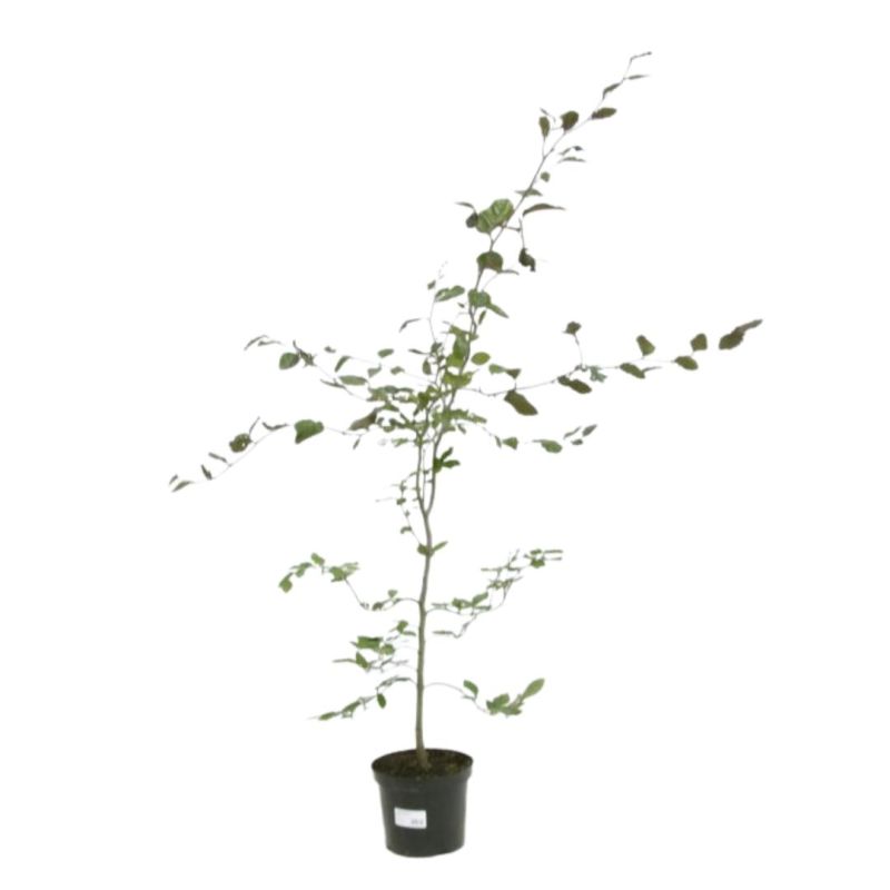 Hêtre pourpre - Fagus sylvatica Atropunicea 80cm en Pot