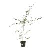 Hêtre pourpre - Fagus sylvatica Atropunicea 80cm en Pot
